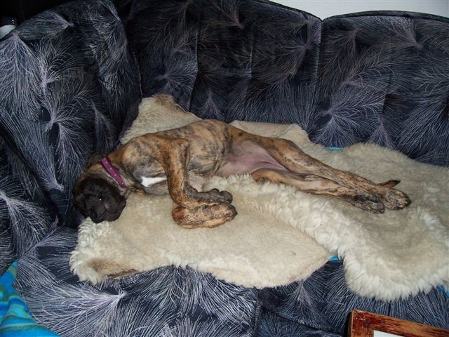 n�m. doga 3,5 m�s.