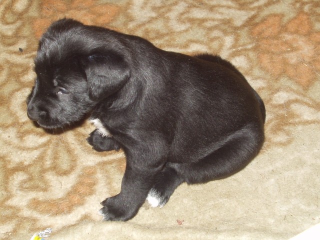 malink� blackie I