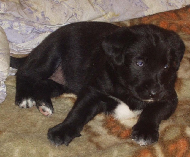 malink� blackie II
