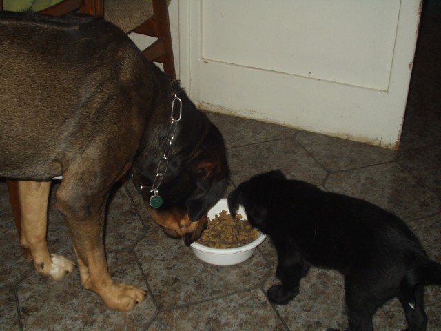 ridge, blackie a j�dlo III