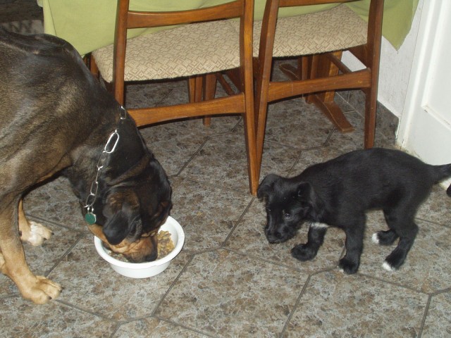 ridge, blackie a j�dlo II