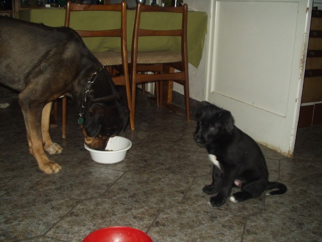 ridge, blackie a j�dlo I