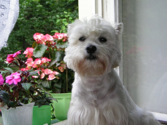 Monty na okn�
