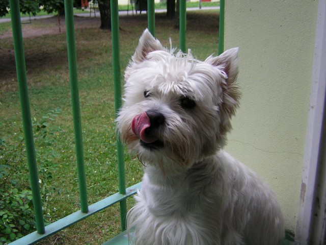 Monty na balk�n�