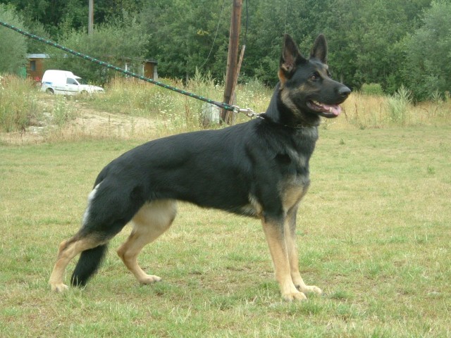 Chiru�ka 1 rok
