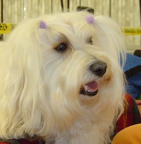 Candy na v�stav�