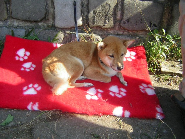 Archie na nov� dece