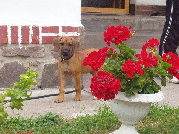 Vincent  (8. t�den)