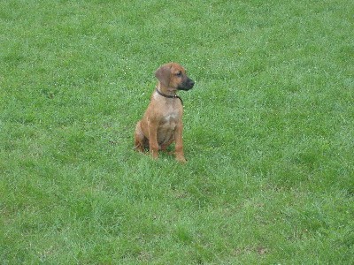 Vincent  (8. t�den)