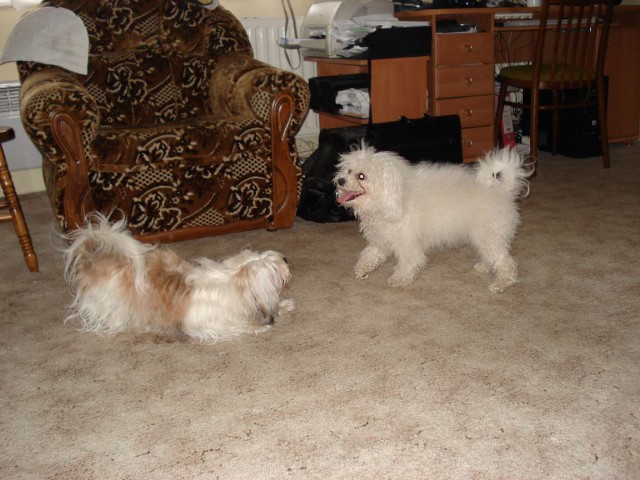 Belinka s kamar�dkou Phoebe