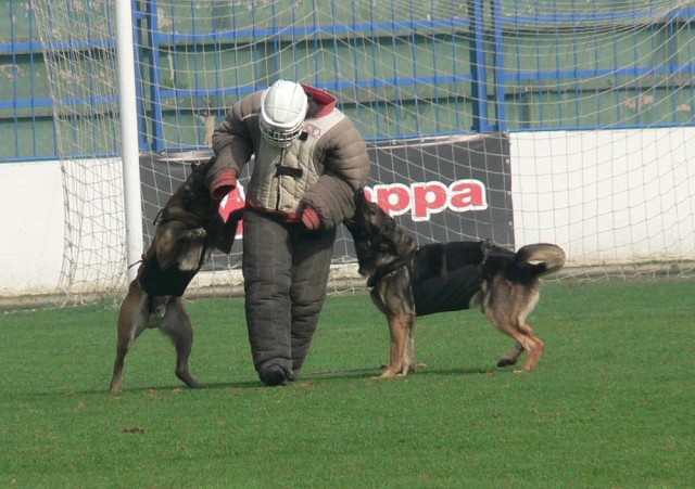 Porcov�n� medv�da...