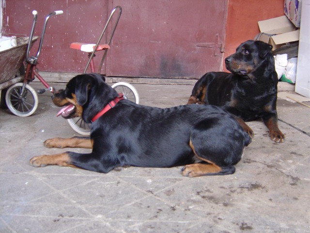 S k�mo�em Maxem