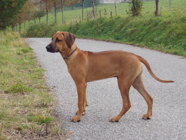 Vincent 4. m�s�c