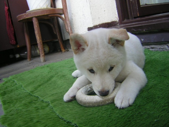 po��d n�co kou�u