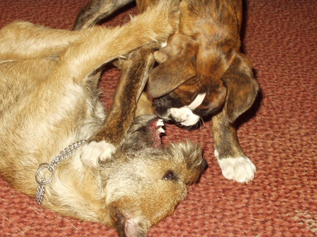 Bord�k+Boxer