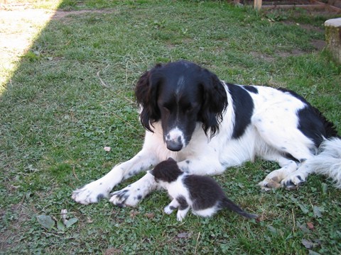 Dag a kot�