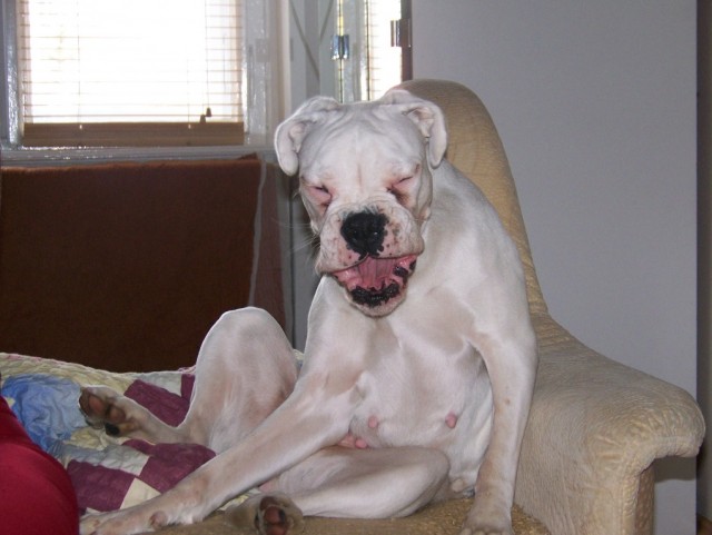 Kdy� se boxer sm�je...