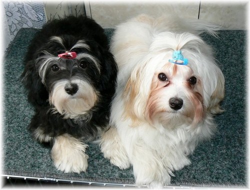 Na�e princezny