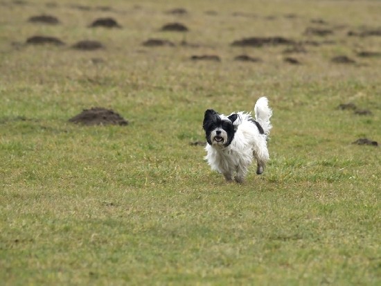 coursing Medl�nky
