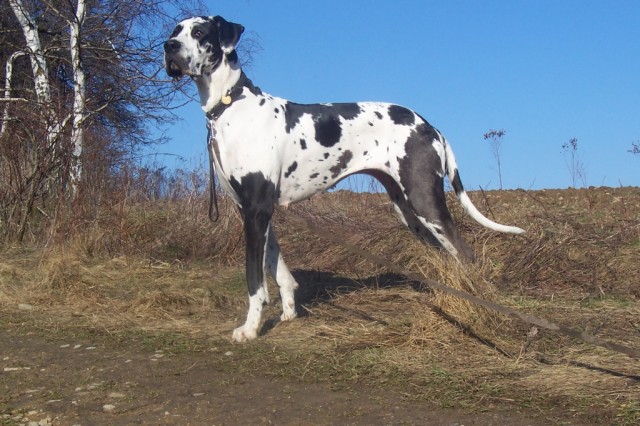 Ag�ta 2 roky