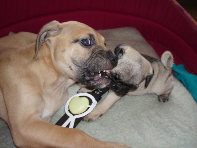 mops�k by mi asi chutnal