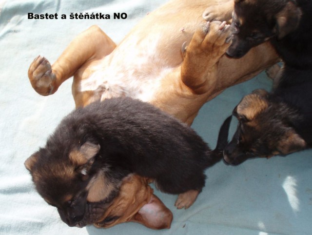 Bastet a �t��ata NO