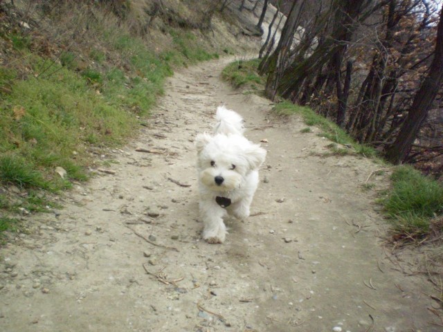 Mont�k
