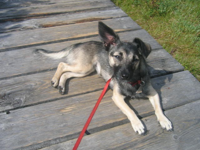 hov�m si na �umav�