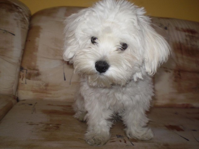 Kuku�