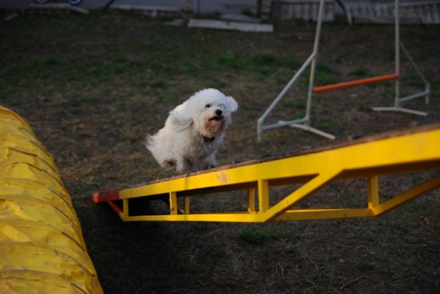 agility4