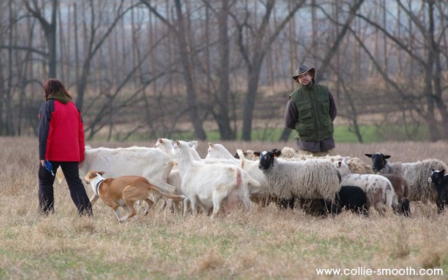 pasen� a coursing