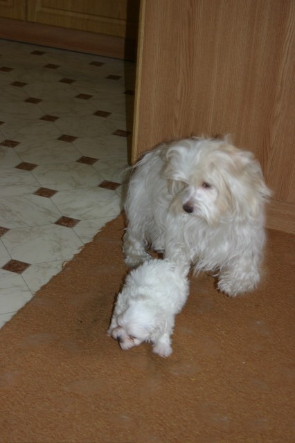 Gweny a �t�ndo