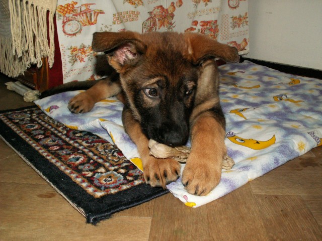 �t���tko odpo��v�