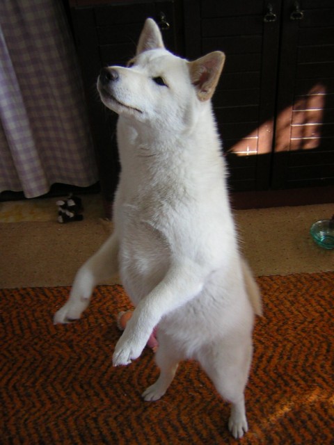 Taky chci tan�it bailando