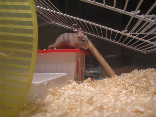 p�skomil