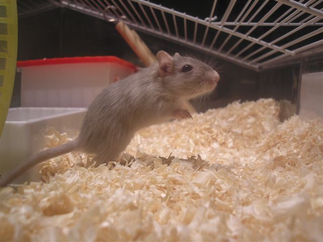 p�skomil2