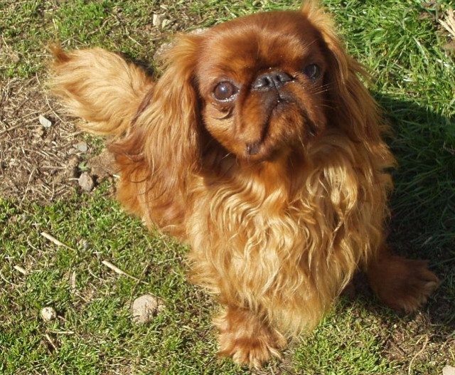 Amede� de la Bacska - import Francie