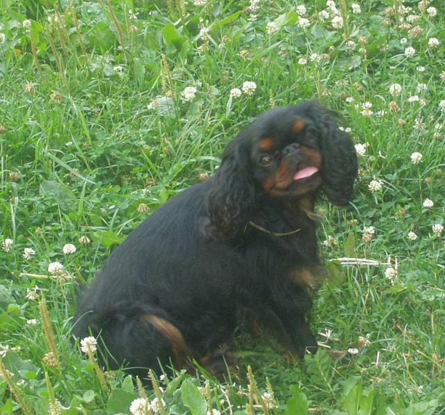 Portr�t plemen King Charles spaniel
