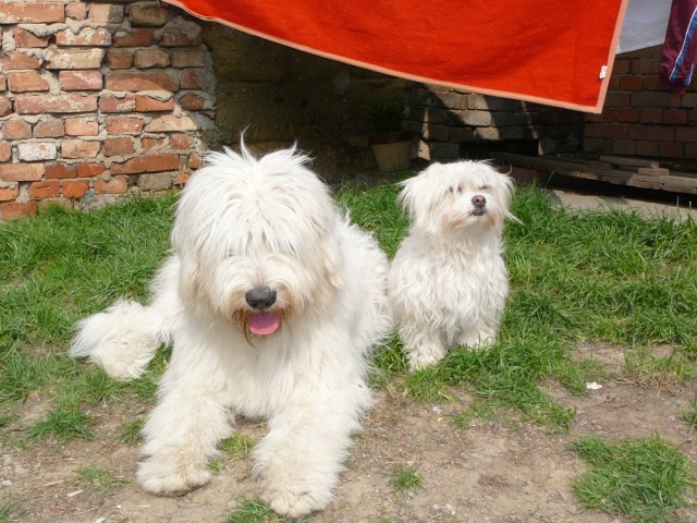 Megi a S�va