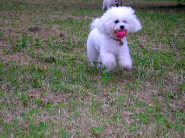 Phoebe ost��han� II