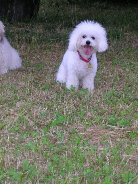 Phoebe ost��han� IV