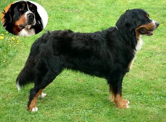 Brutus z Beskydsk�ch kopc�