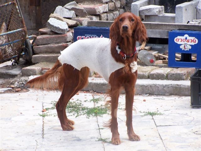 Balinka po kastraci "v oble�ku"