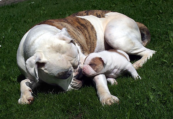 Americk� buldog