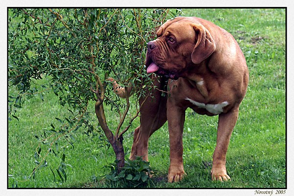 Velk� kluk..