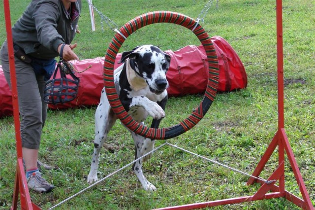 Agility