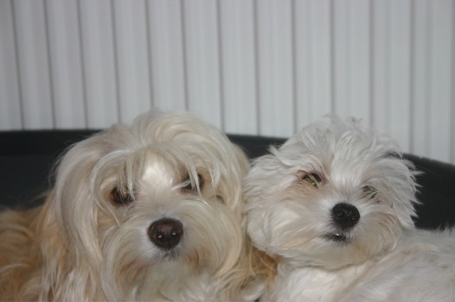 Gweny a �t�ndo