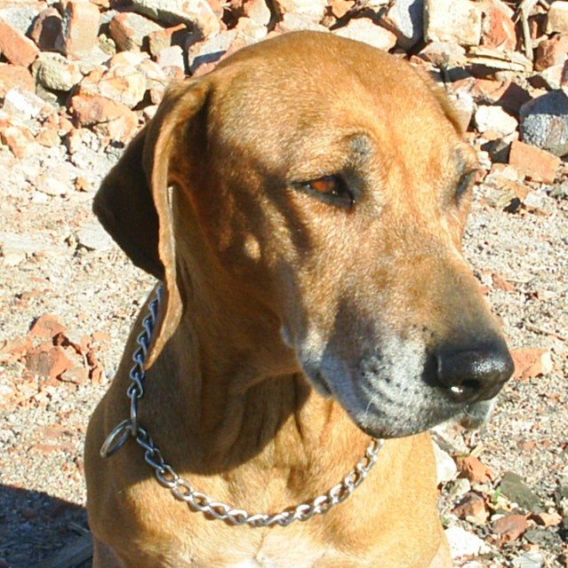 Arca, Babulka, Babu�a