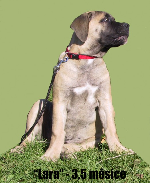 Boerboel-"Lara"-3,5 m�s�c�