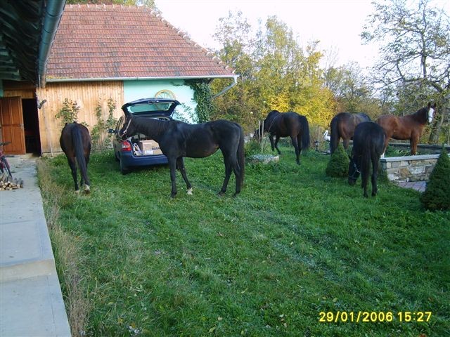 Nav�teva